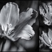 Flower collage by nicolecampbell