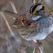 White-throated sparrow by rminer