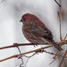 house finch by rminer