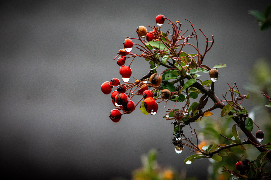 Rainberries by stevejacob