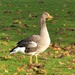 A Rather Handsome Greylag Goose  by susiemc