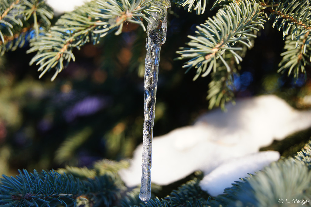 Icicle  by larrysphotos