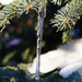 Icicle  by larrysphotos