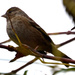 Mystery Sparrow by stephomy