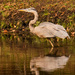Blue Heron Stalking the Water! by rickster549
