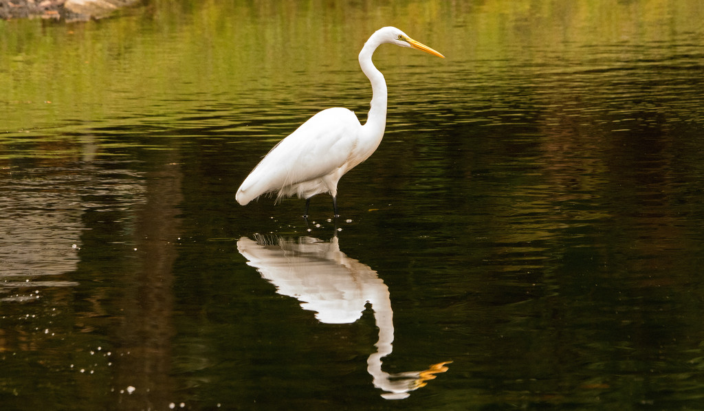 Egret and Reflection! by rickster549
