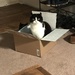 Cat Trap by gratitudeyear