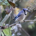Blue Jay by cjwhite