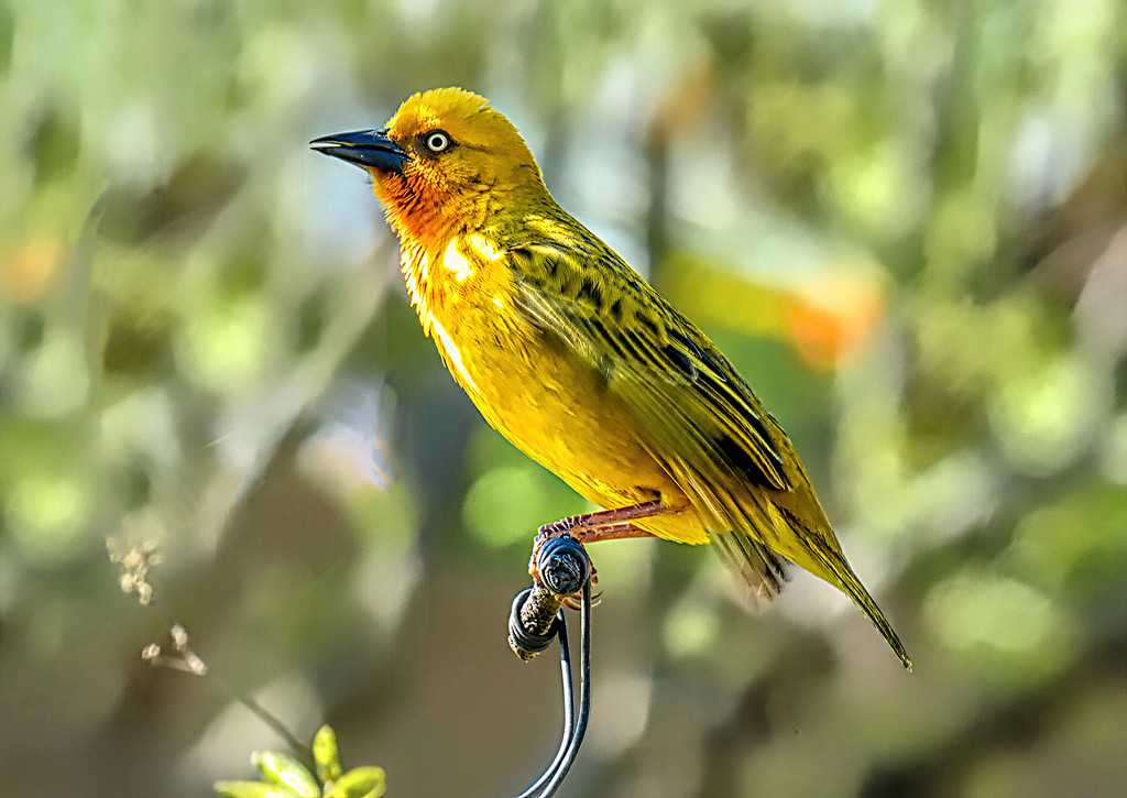  A Weaver at the feeder by ludwigsdiana