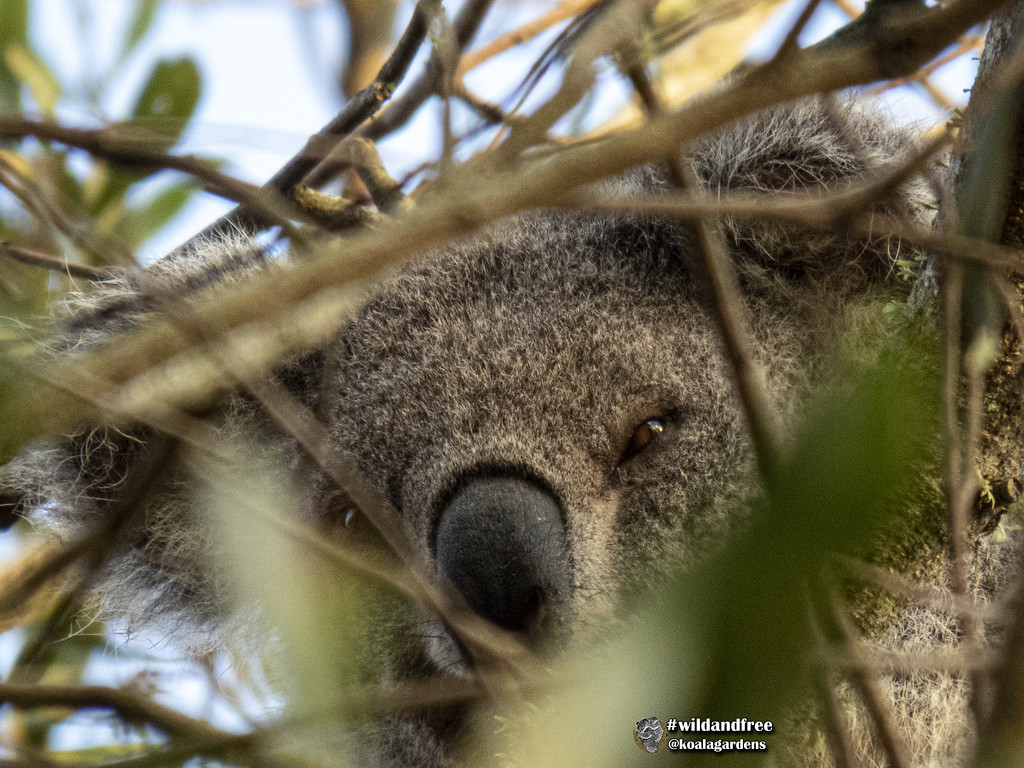 I spy with my little eye ... by koalagardens