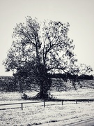 15th Nov 2019 - The seasons tree