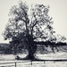 The seasons tree by louannwarren