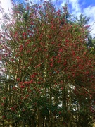 15th Nov 2019 - A mass of bright red holly berries!