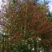 A mass of bright red holly berries! by snowy