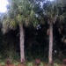 Florida Palms by wilkinscd