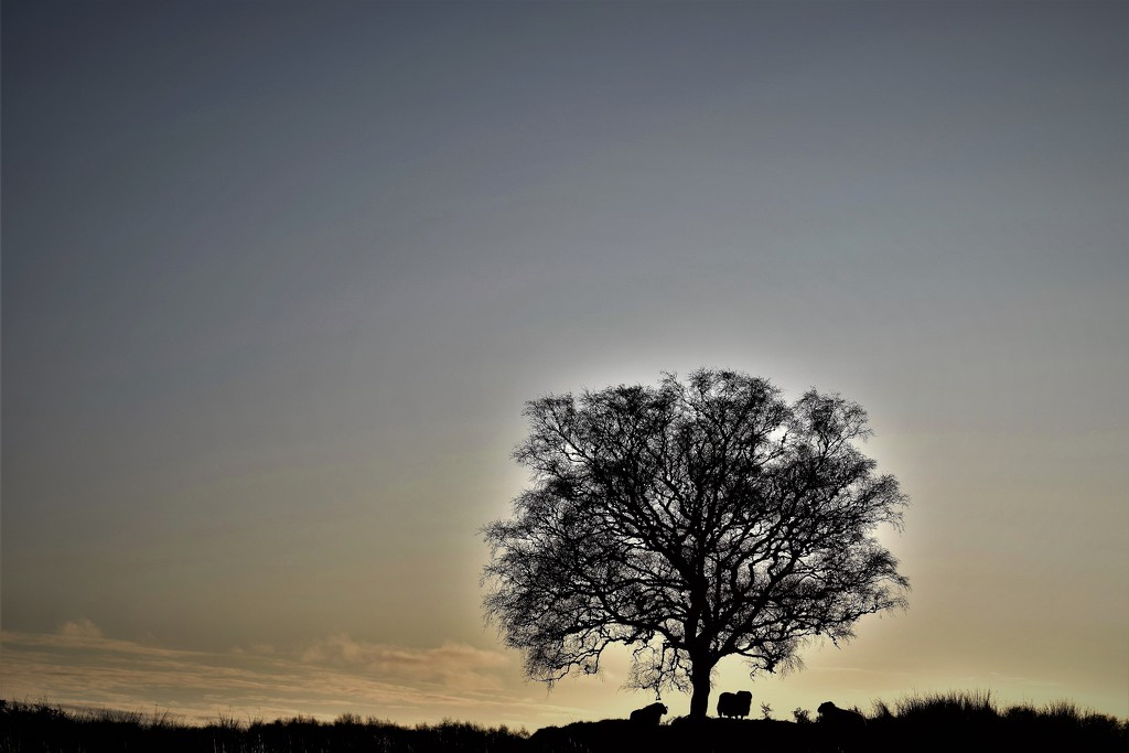 tree and sheep by christophercox