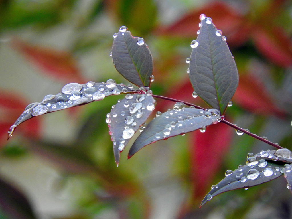 Count The Raindrops by seattlite