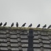 starlings by arthurclark