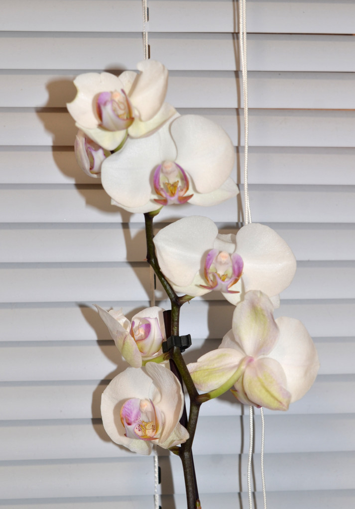 Orchid by arkensiel