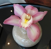 3rd Nov 2019 -  Orchid on the Breakfast Table