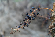 15th Nov 2019 - Pokeberries after frost