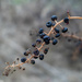 Pokeberries after frost by randystreat