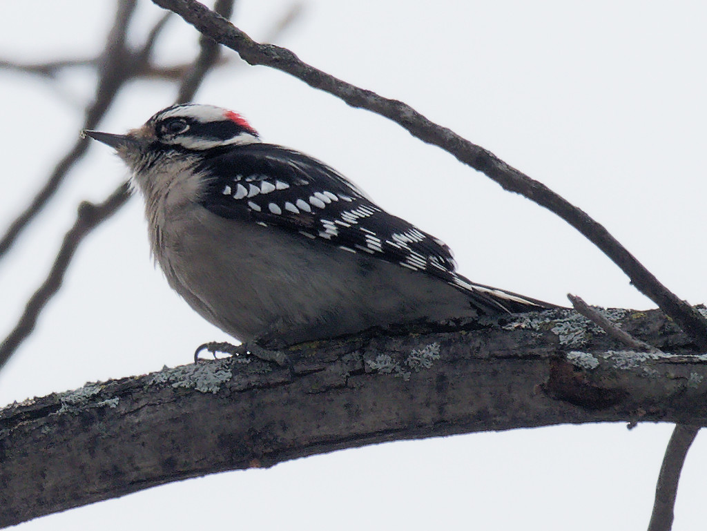 downy woodpecker  by rminer