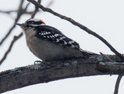 15th Nov 2019 - downy woodpecker 