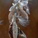 milkweed seeds by rminer