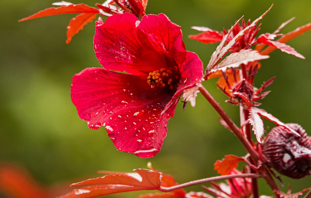 Red Flower, After the Rain! by rickster549