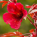 Red Flower, After the Rain! by rickster549