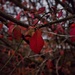 Last Leaves Of Fall by ramr