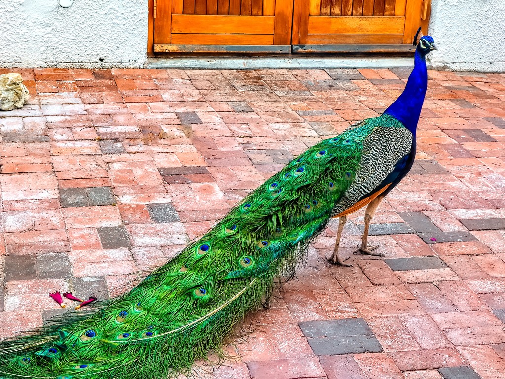 This beautiful Peacock by ludwigsdiana