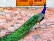 16th Nov 2019 - This beautiful Peacock