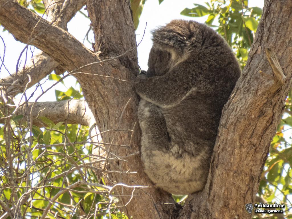 no sciatica here by koalagardens