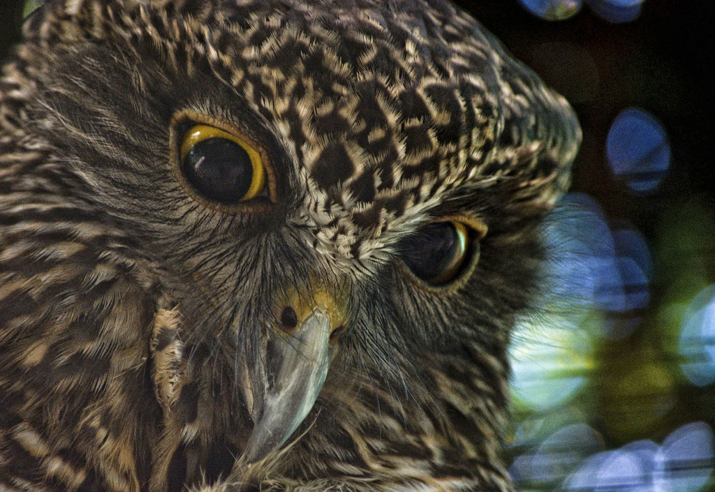 Powerful Owl by annied