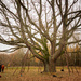 Old oak by haskar
