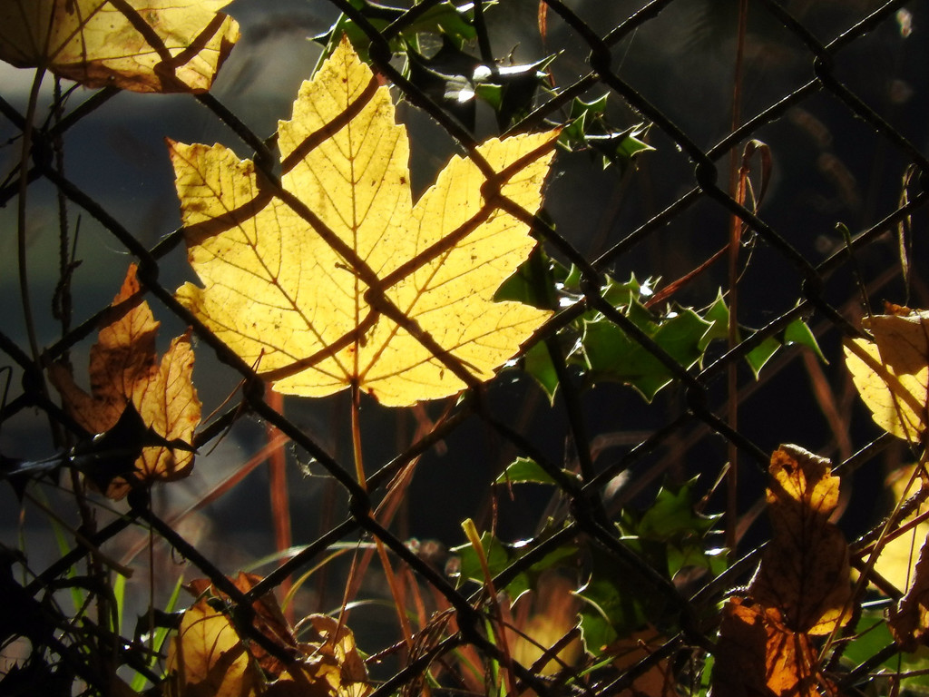 Chain Link Fence by seattlite