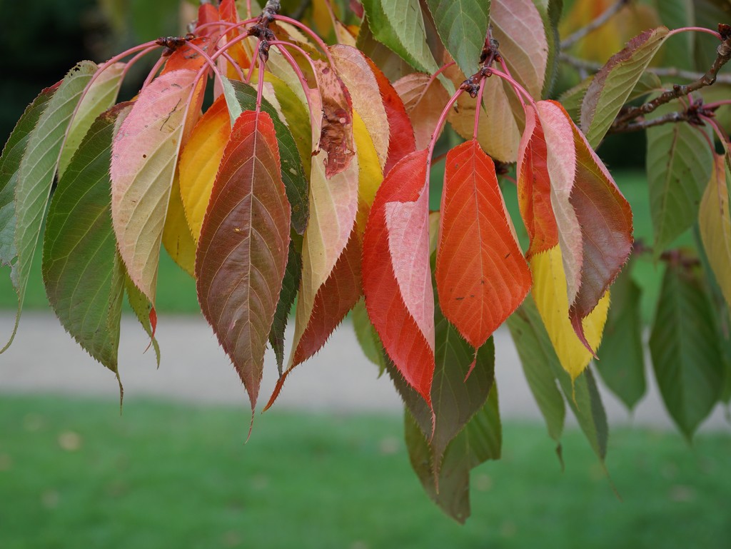 multi coloured - the autumn leaves by quietpurplehaze