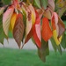 multi coloured - the autumn leaves by quietpurplehaze