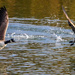 Two Geese. by tonygig