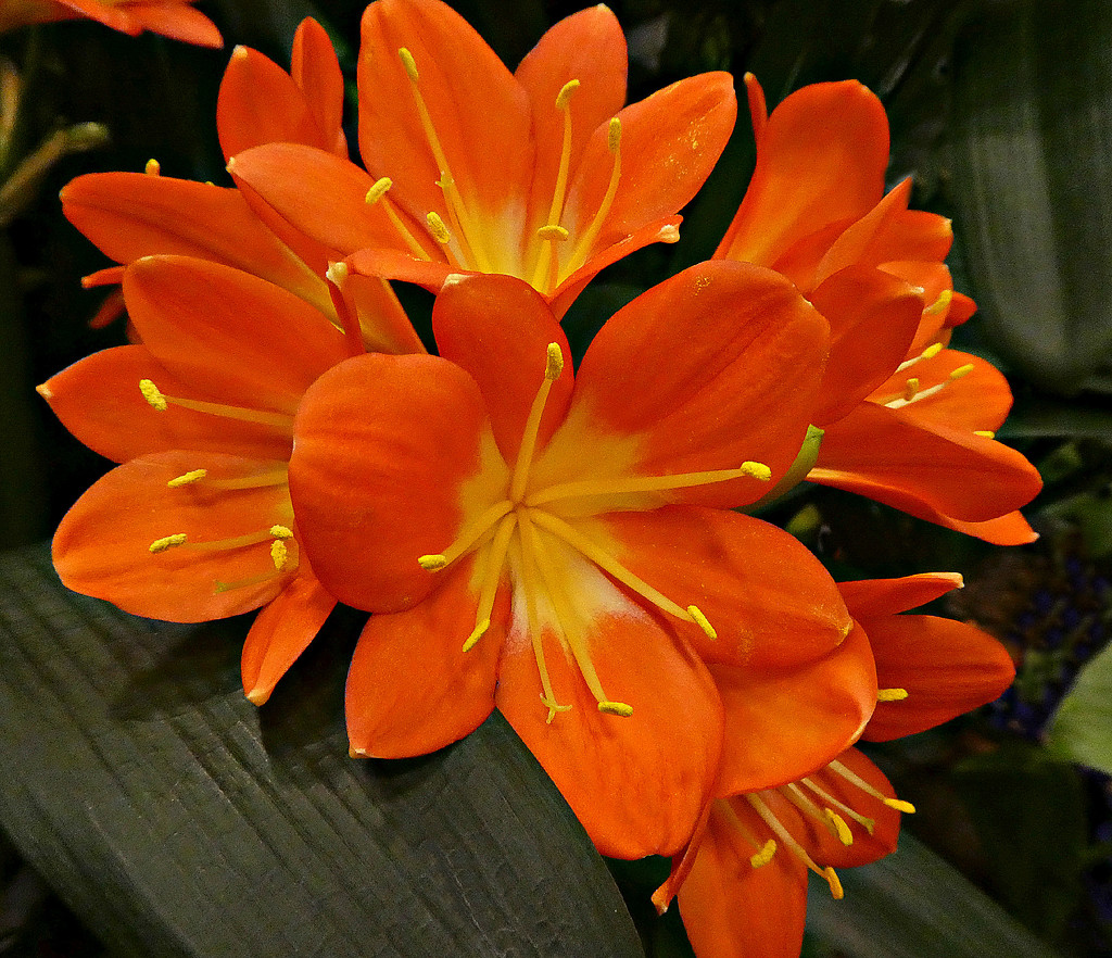Clivia Lily  by wendyfrost