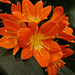 Clivia Lily  by wendyfrost
