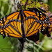 Monarch Butterlies by photographycrazy
