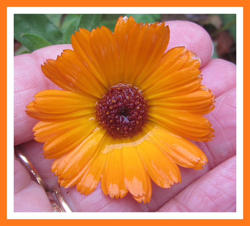A rain drenched calendula flower. by grace55