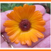 A rain drenched calendula flower. by grace55