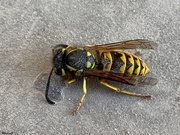16th Nov 2019 - Wasp