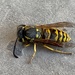 Wasp by monicac