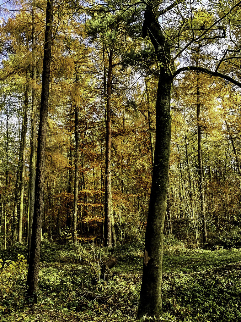 Last splash of Autumn colour by pamknowler