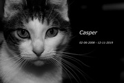 12th Nov 2019 - Casper